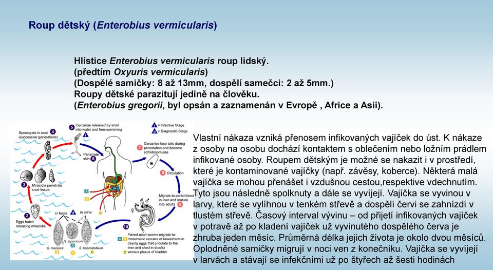 K nákaze z osoby na osobu dochází kontaktem s oblečením nebo ložním prádlem infikované osoby. Roupem dětským je možné se nakazit i v prostředí, které je kontaminované vajíčky (např. závěsy, koberce).