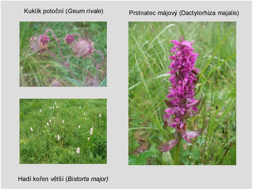 (Dactylorhiza majalis)