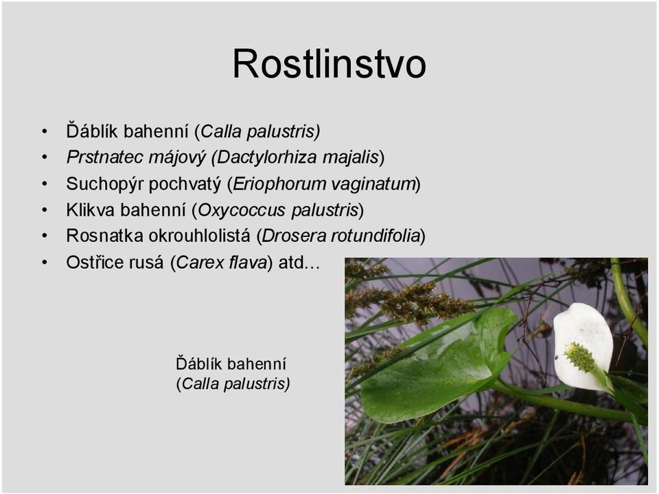 Klikva bahenní (Oxycoccus palustris) Rosnatka okrouhlolistá