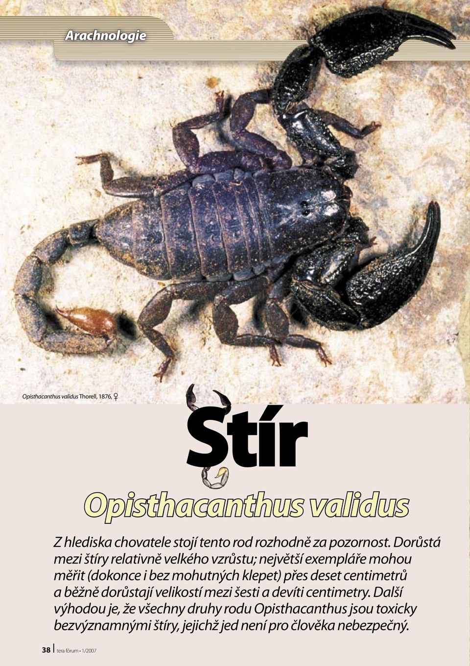 Dorůstá mezi štíry relativně velkého vzrůstu; největší exempláře mohou měřit (dokonce i bez mohutných klepet)