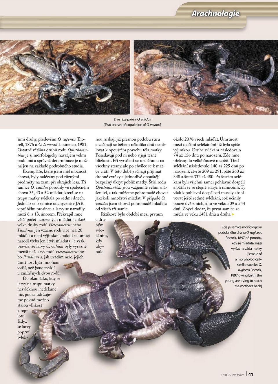 Exempláře, které jsem měl možnost chovat, byly nalézány pod různými předměty na zemi při okrajích lesa. Tři samice O.