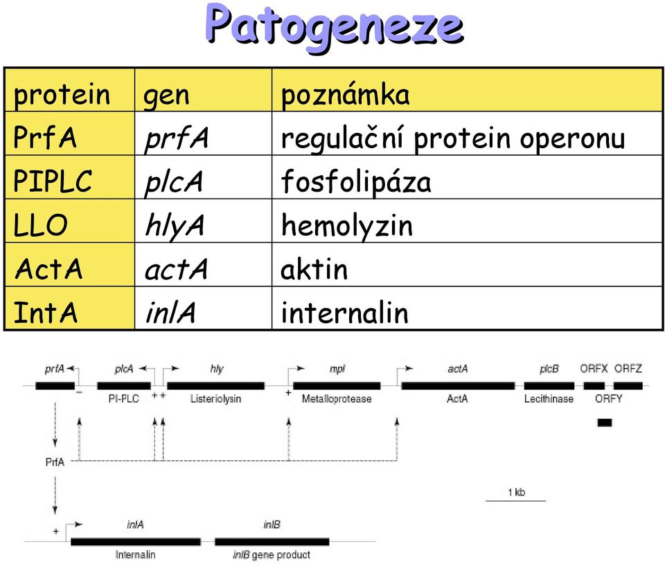protein operonu PIPLC LLO ActA IntA