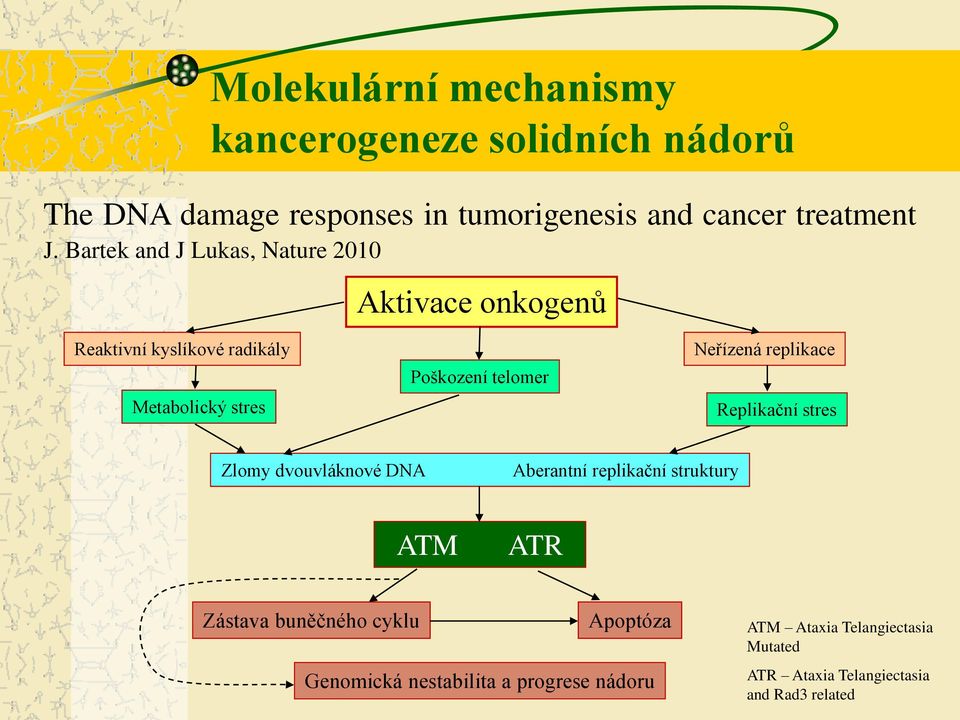 Neřízená replikace Replikační stres Zlomy dvouvláknové DNA Aberantní replikační struktury ATM ATR Zástava buněčného