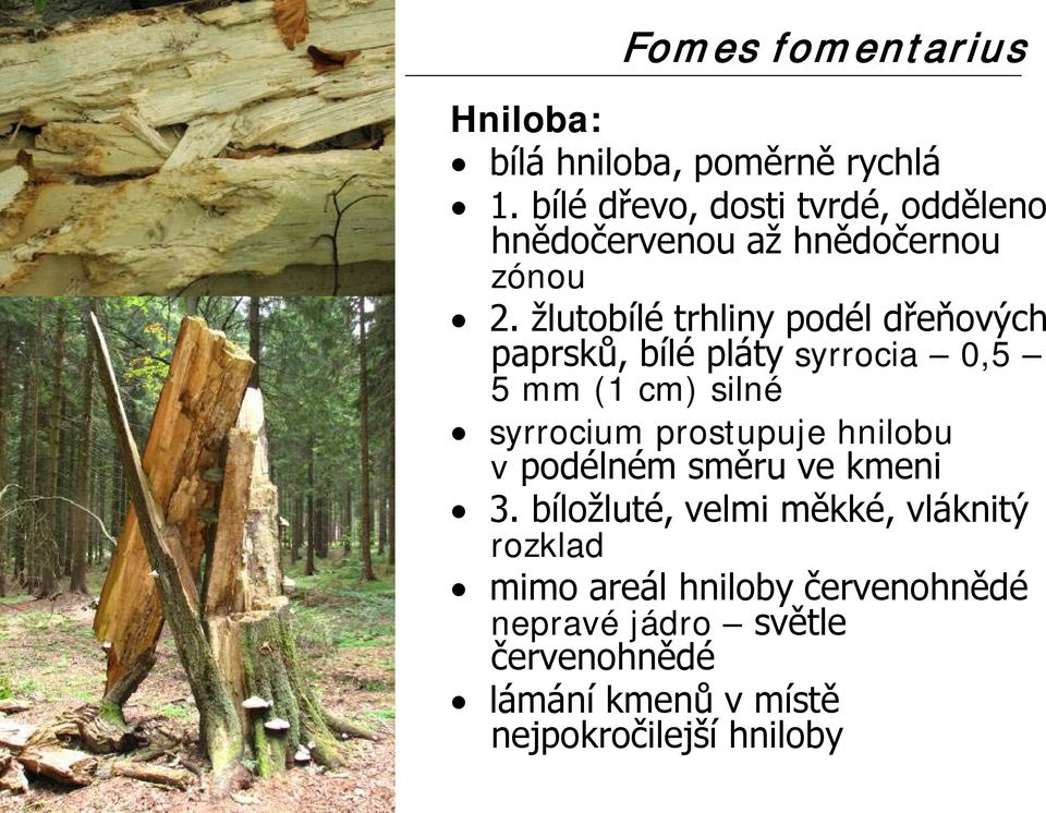 žlutobílé trhliny podél dřeňových paprsků, bílé pláty syrrocia 0,5 5 mm (1 cm) silné syrrocium prostupuje