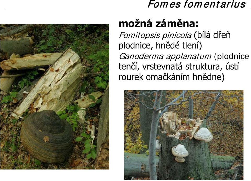 Ganoderma applanatum (plodnice tenčí,