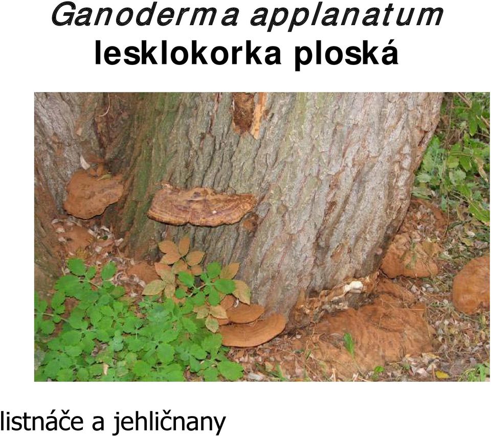 lesklokorka