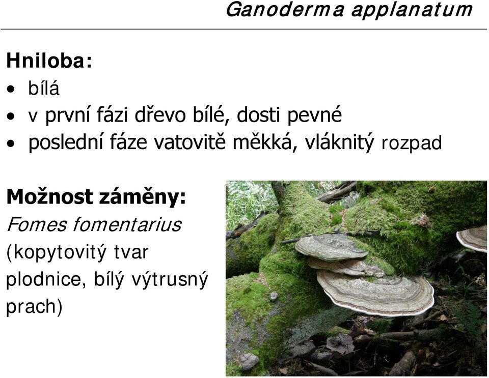 rozpad Možnost záměny: Fomes fomentarius