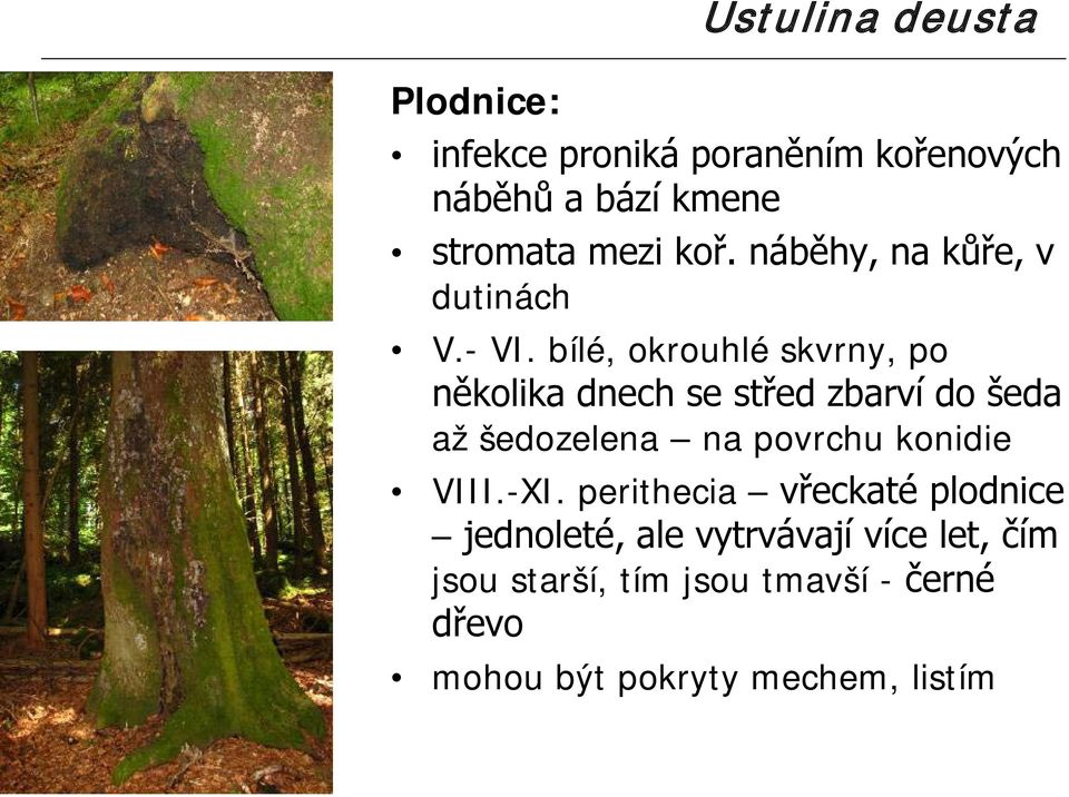 bílé, okrouhlé skvrny, po několika dnech se střed zbarví do šeda až šedozelena na povrchu konidie