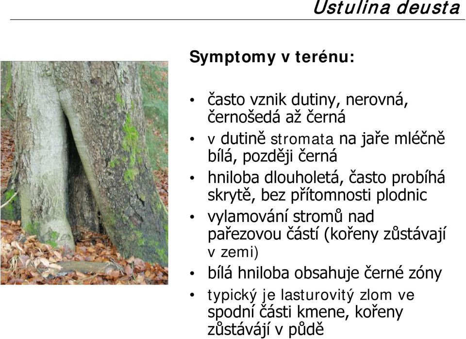 přítomnosti plodnic vylamování stromů nad pařezovou částí (kořeny zůstávají v zemi) bílá