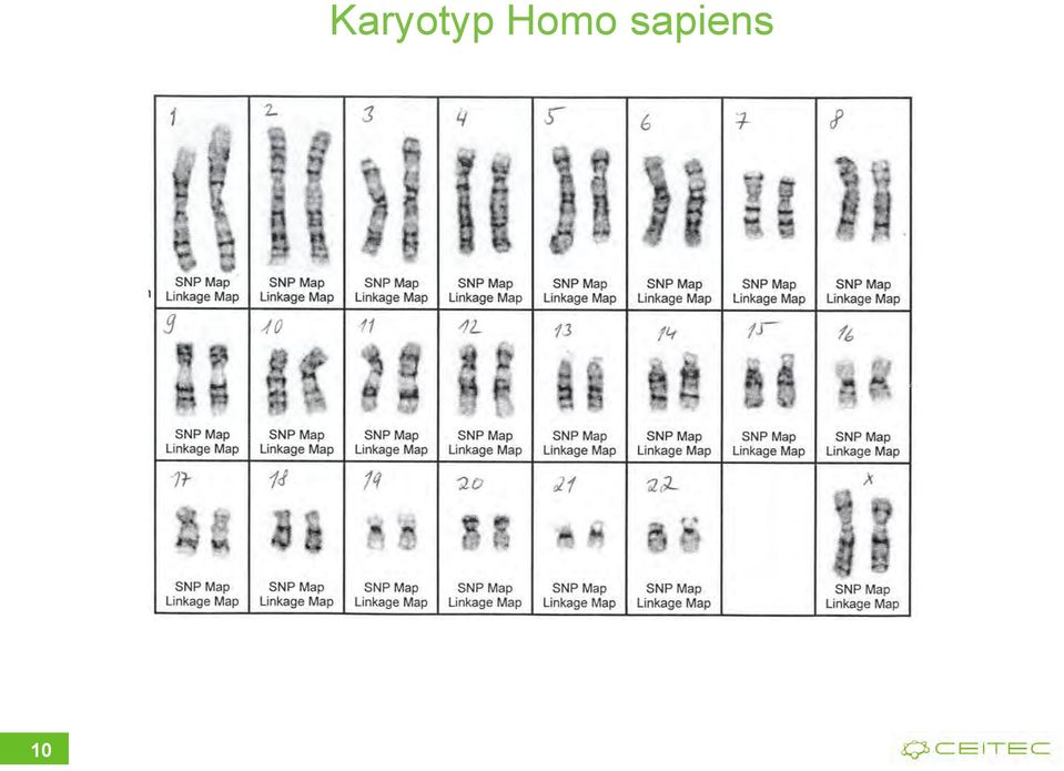 Homo
