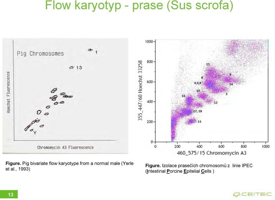 (Yerle et al., 1993) Figure.