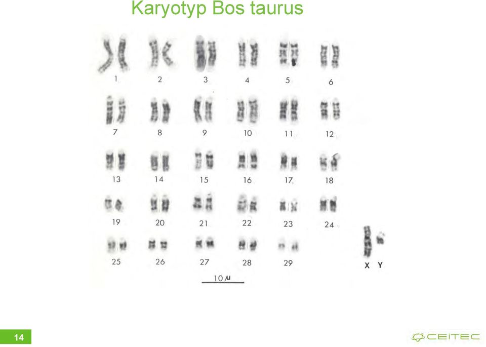 Bos