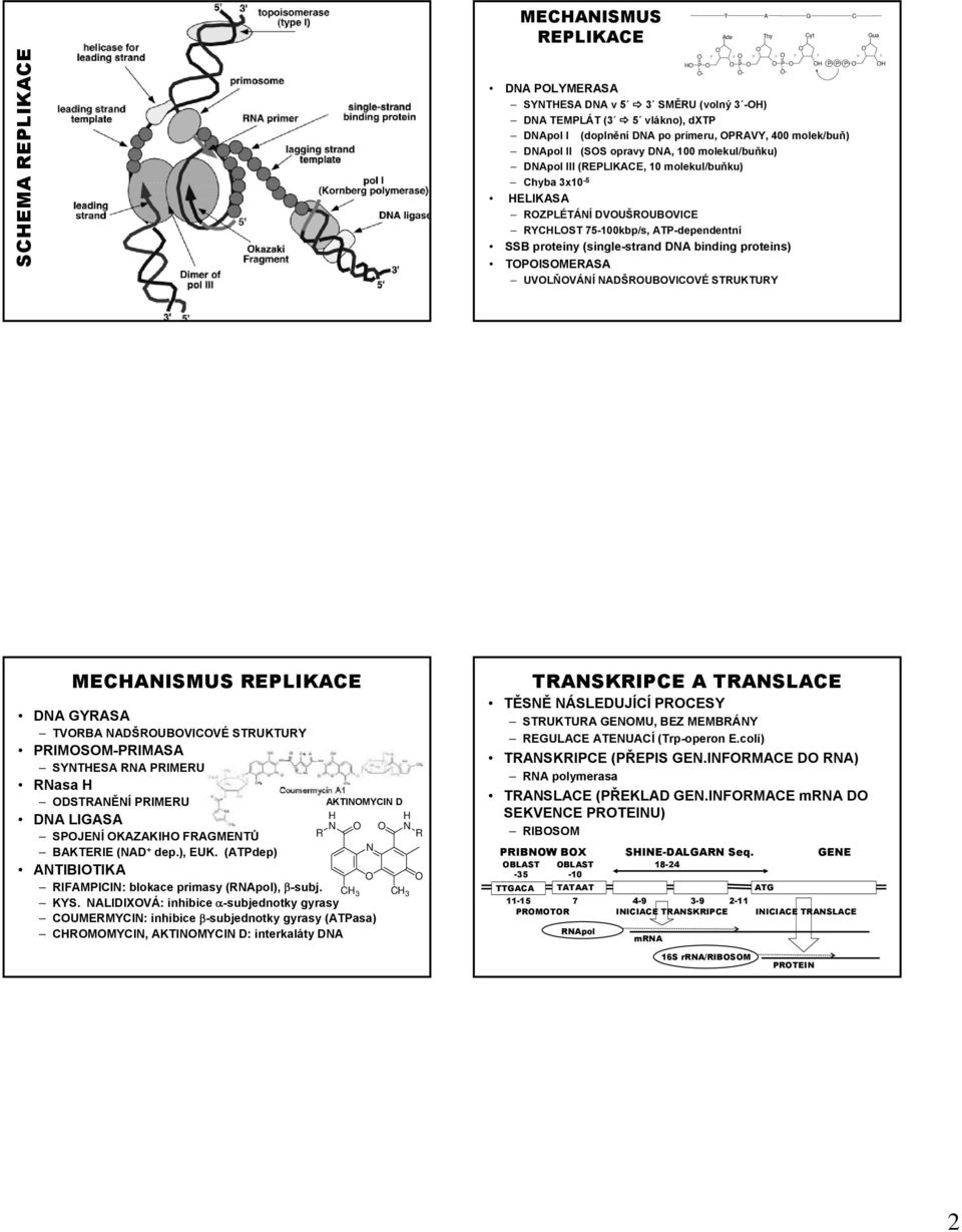 75-100kbp/s, ATP-dependentní SSB proteiny (single-strand DNA binding proteins) TPISMERASA UVLŇVÁNÍ NADŠRUBVICVÉ STRUKTURY MECHANISMUS REPLIKACE DNA GYRASA TVRBA NADŠRUBVICVÉ STRUKTURY PRIMSM-PRIMASA