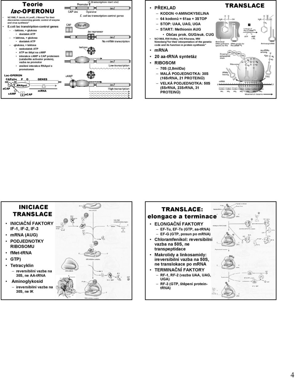 (catabolite activator protein), vazba na promotor zesílení interakce RNApol s promotorem Lac-PERN CAPsite P GENES acap camp RNApol ncap mrna PŘEKLAD KDN AMINKYSELINA 64 kodonů = 61aa + 3STP STP: UAA,