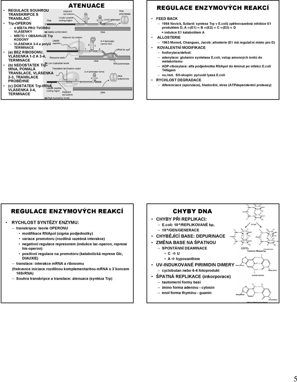 coli) zpětnovazebná inhibice E1 produktem D, A (E1) B (E2) C (E3) D + indukce E1 katabolitem A ALLSTERIE 1963 Monod, Changuex, Jacob: allosterie (E1 má regulační místo pro D) KVALENTNÍ MDIFIKACE