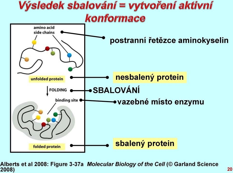 protein Alberts et al 2008: Figure 3-37a