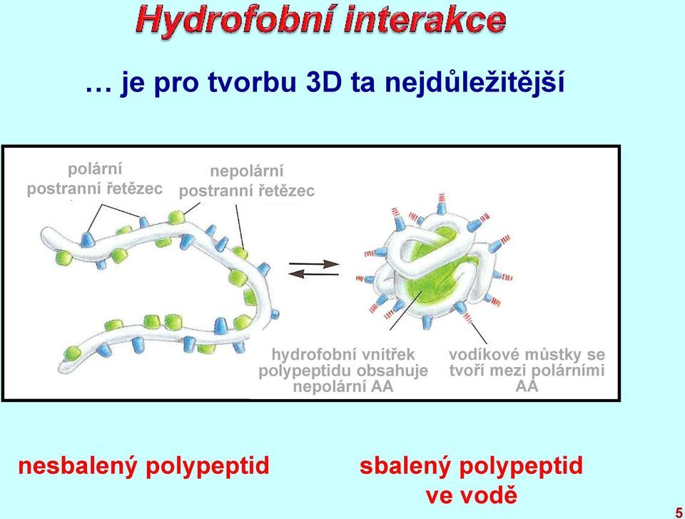 polypeptidu obsahuje nepolární AA vodíkové můstky se tvoří