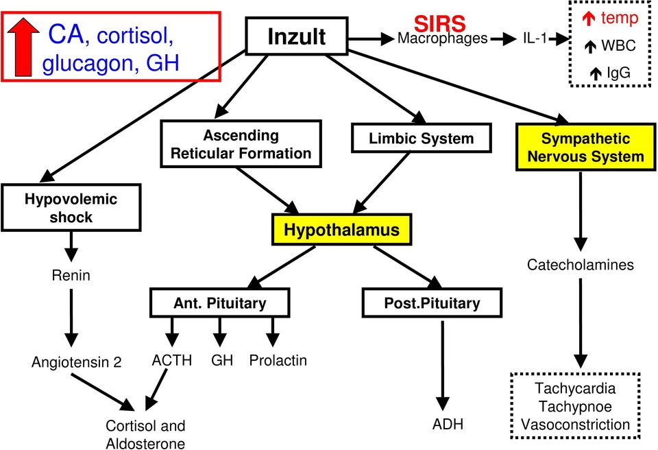 Hypothalamus Renin Catecholamines Ant. Pituitary Post.
