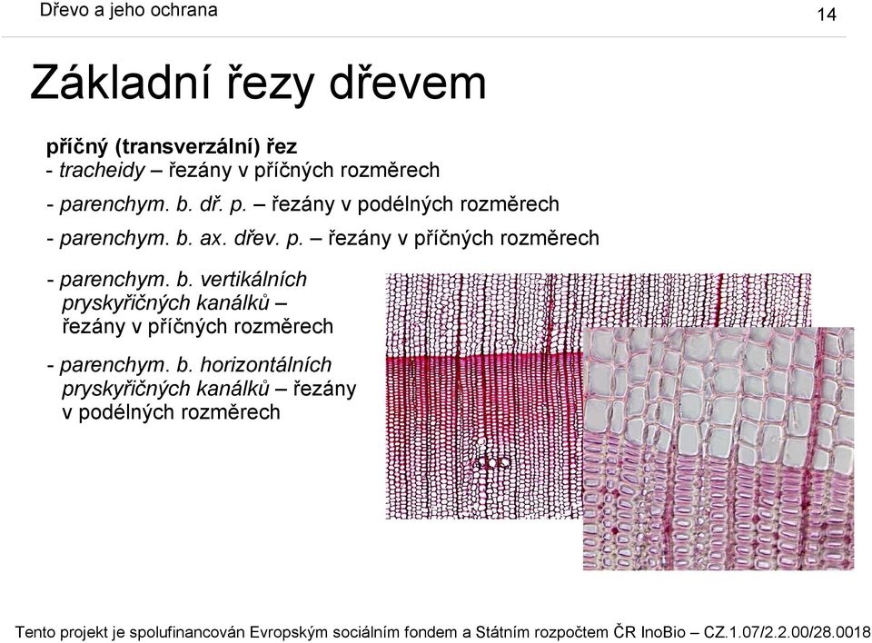 b. vertikálních pryskyřičných kanálků řezány v příčných rozměrech - parenchym. b.