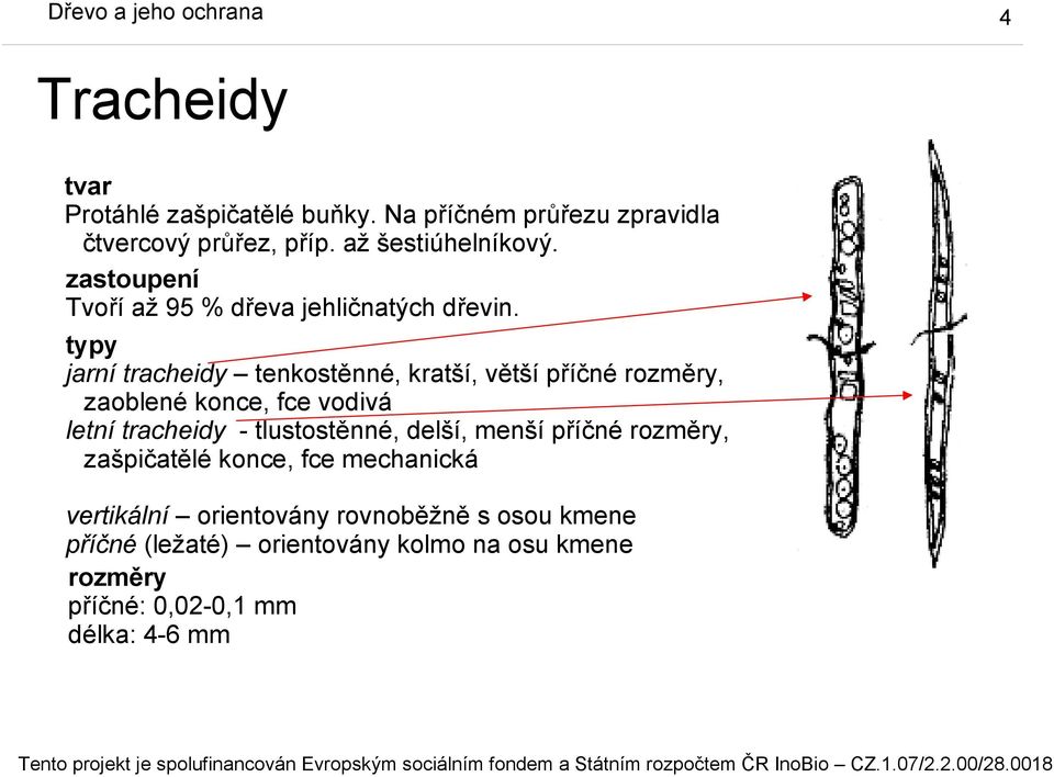 typy jarní tracheidy tenkostěnné, kratší, větší příčné rozměry, zaoblené konce, fce vodivá letní tracheidy - tlustostěnné,