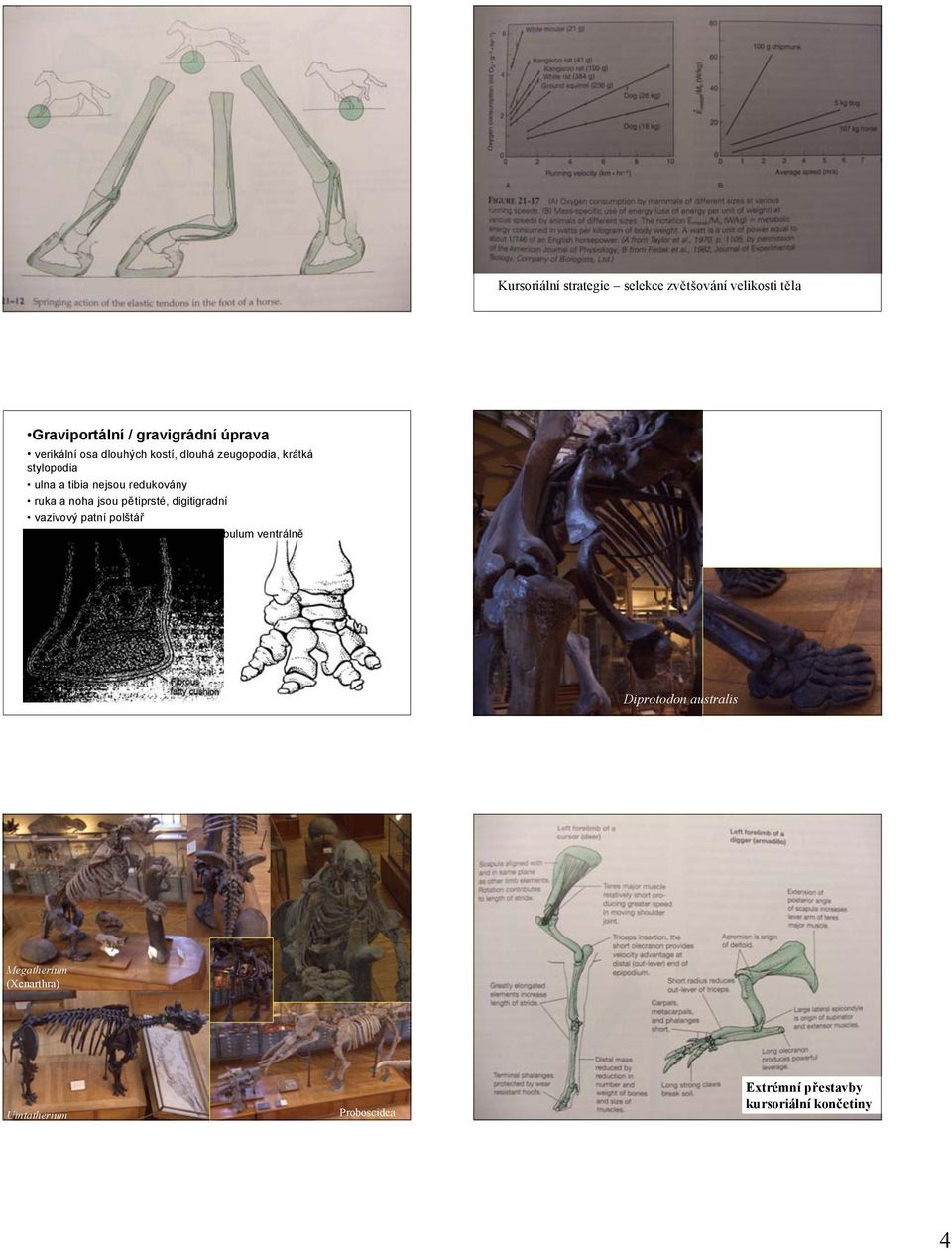 pětiprsté, digitigradní vazivový patní polštář osa pánve téměř v 90 k páteři, acetabulum ventrálně