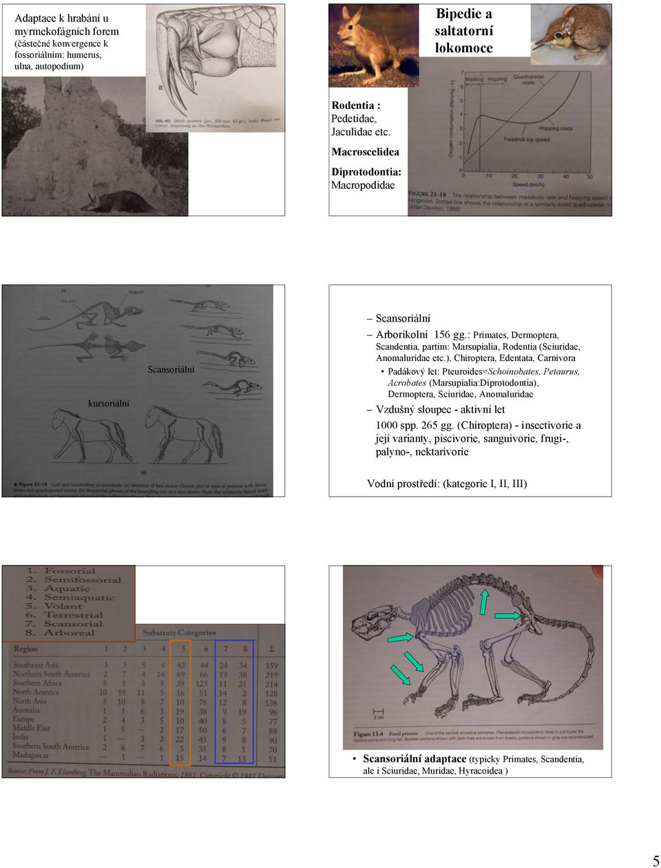 ), Chiroptera, Edentata, Carnivora Padákový let: Pteuroides=Schoinobates, Petaurus, Acrobates (Marsupialia:Diprotodontia), Dermoptera, Sciuridae, Anomaluridae Vzdušný sloupec - aktivní let 1000 spp.