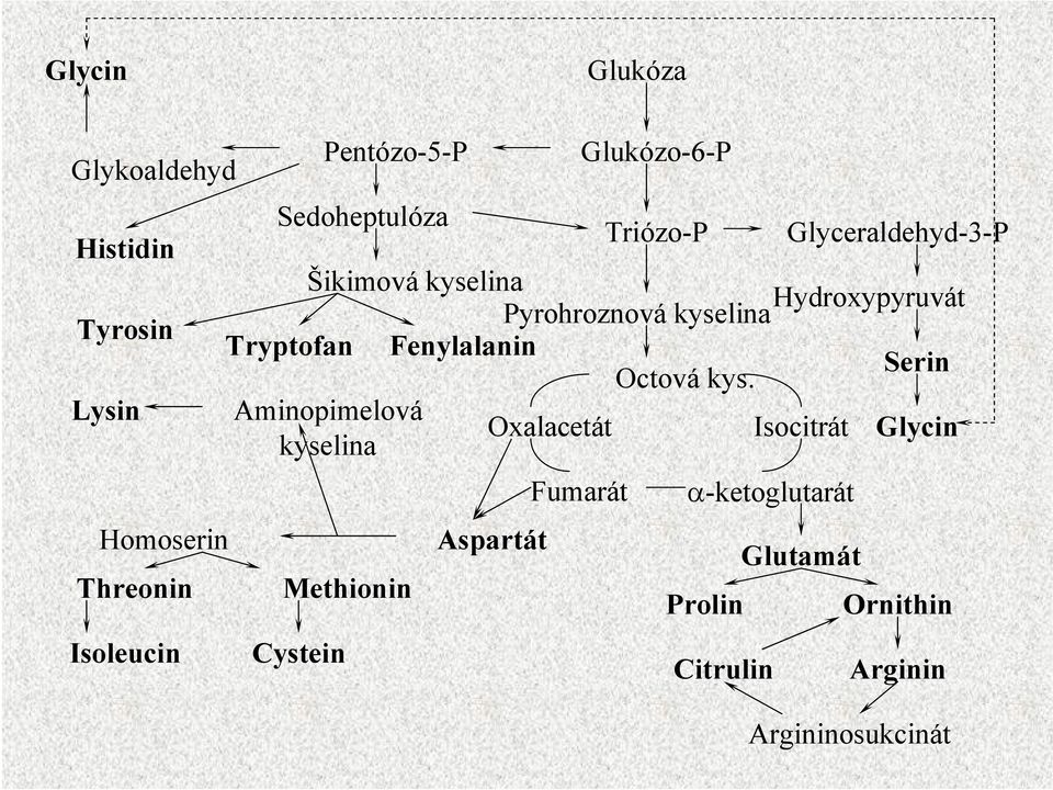 Lysin Aminopimelová Oxalacetát Isocitrát Glycin Homoserin Threonin Isoleucin Methionin