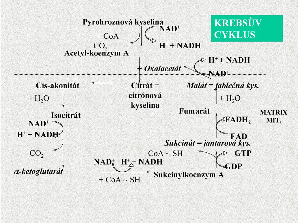 NADH NAD + Malát = jablečná kys.