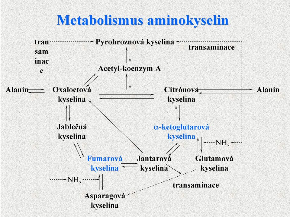 Oxaloctová Citrónová Alanin Jablečná