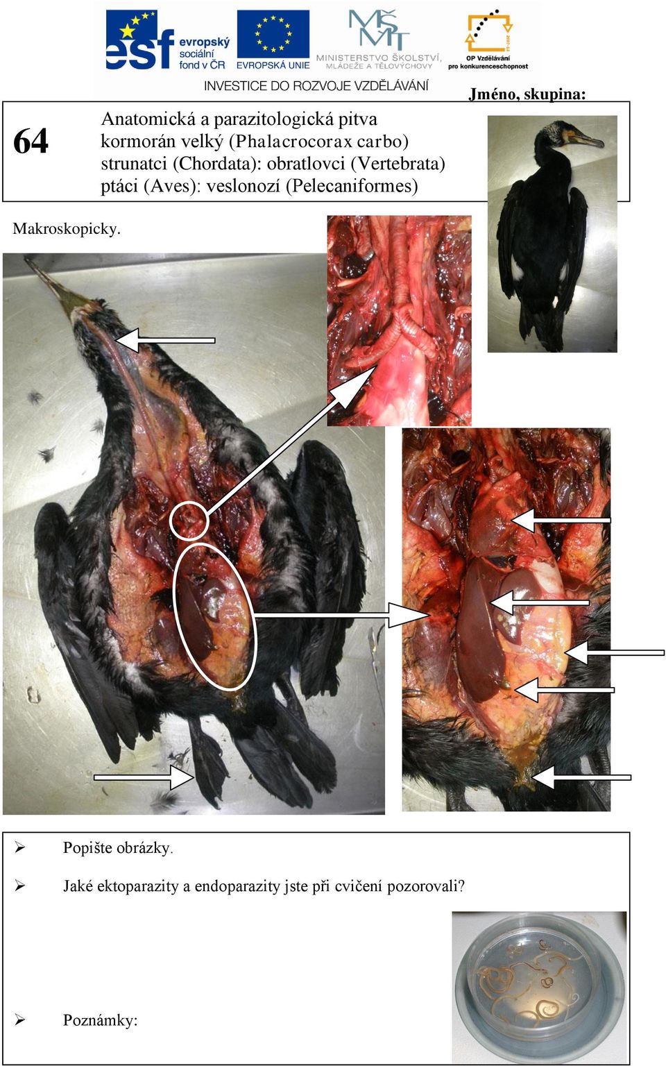 veslonozí (Pelecaniformes) kanár Makroskopicky. Popište obrázky.