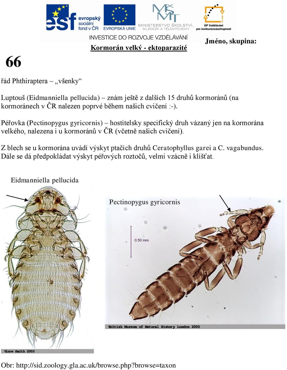 Péřovka (Pectinopygus gyricornis) hostitelsky specifický druh vázaný jen na kormorána velkého, nalezena i u kormoránů v ČR (včetně našich cvičení).