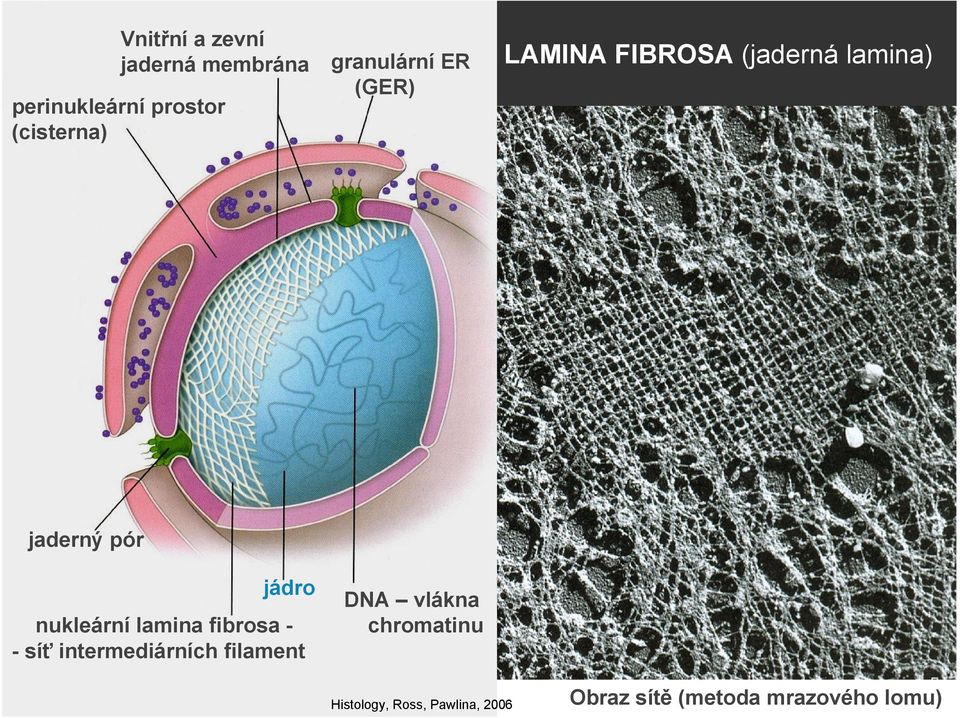 nukleární lamina fibrosa - síť intermediárních filament DNA vlákna