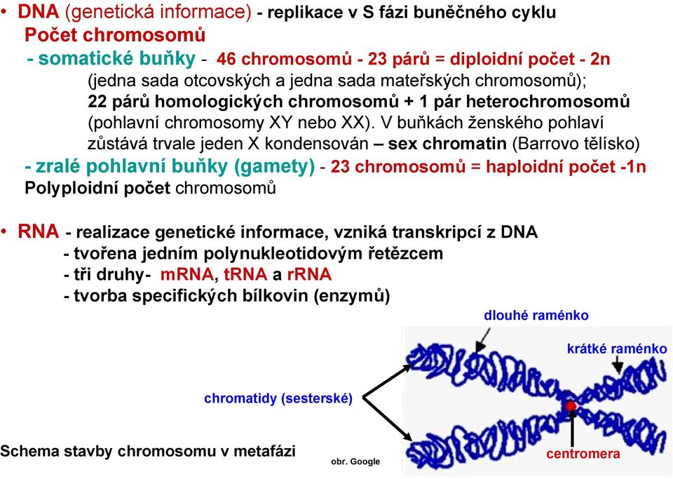 V buňkách ženského pohlaví zůstává trvale jeden X kondensován sex chromatin (Barrovo tělísko) - zralé pohlavní buňky (gamety) - 23 chromosomů = haploidní počet -1n Polyploidní počet chromosomů