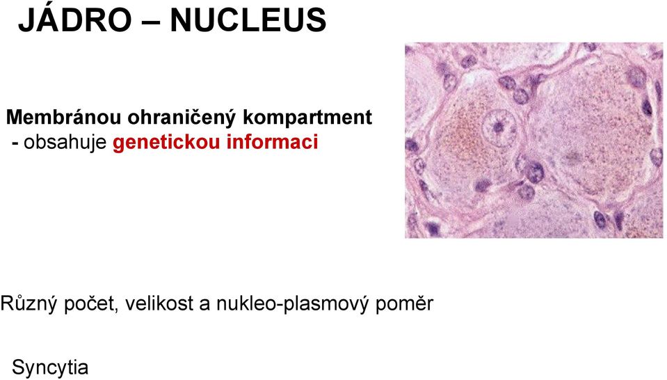 genetickou informaci Různý počet,