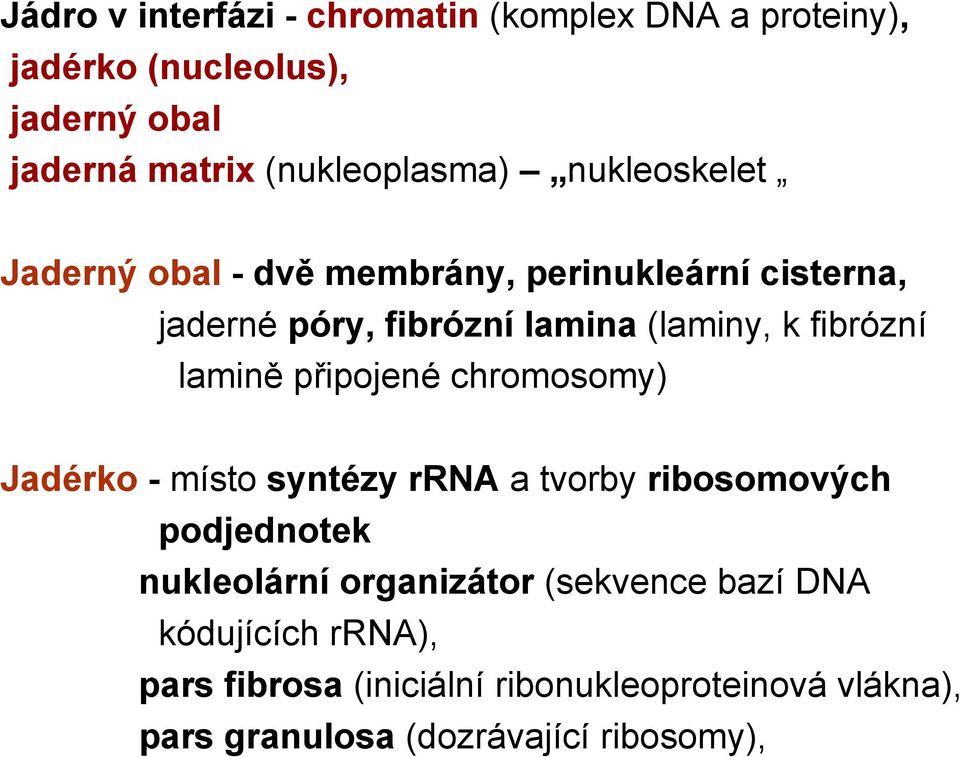 lamině připojené chromosomy) Jadérko - místo syntézy rrna a tvorby ribosomových podjednotek nukleolární organizátor