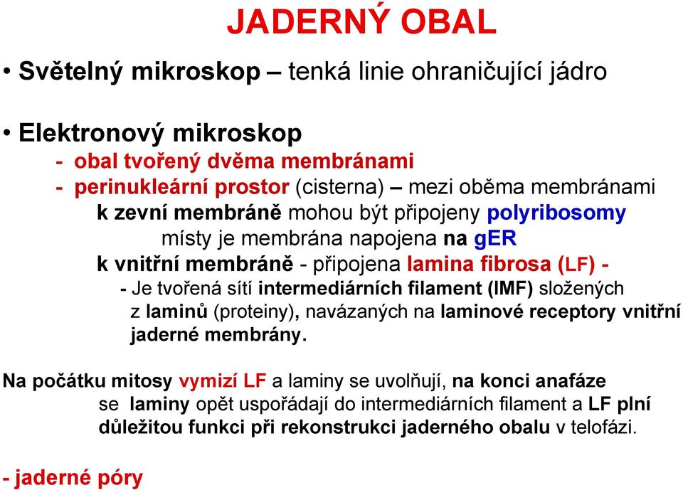 sítí intermediárních filament (IMF) složených z laminů (proteiny), navázaných na laminové receptory vnitřní jaderné membrány.