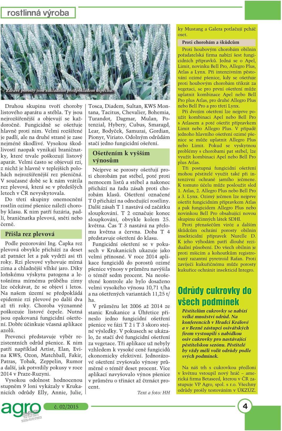 Velmi často se objevují rzi, z nichž je hlavně v teplejších polohách nejrozšířenější rez pšeničná. V současné době se k nám vrátila rez plevová, která se v předešlých letech v ČR nevyskytovala.