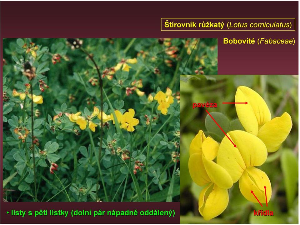 (Fabaceae) pavéza listy s pěti