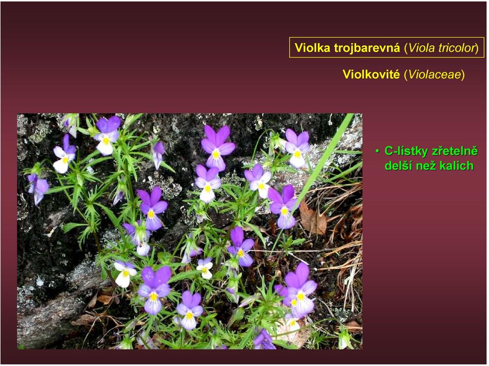 Violkovité (Violaceae)