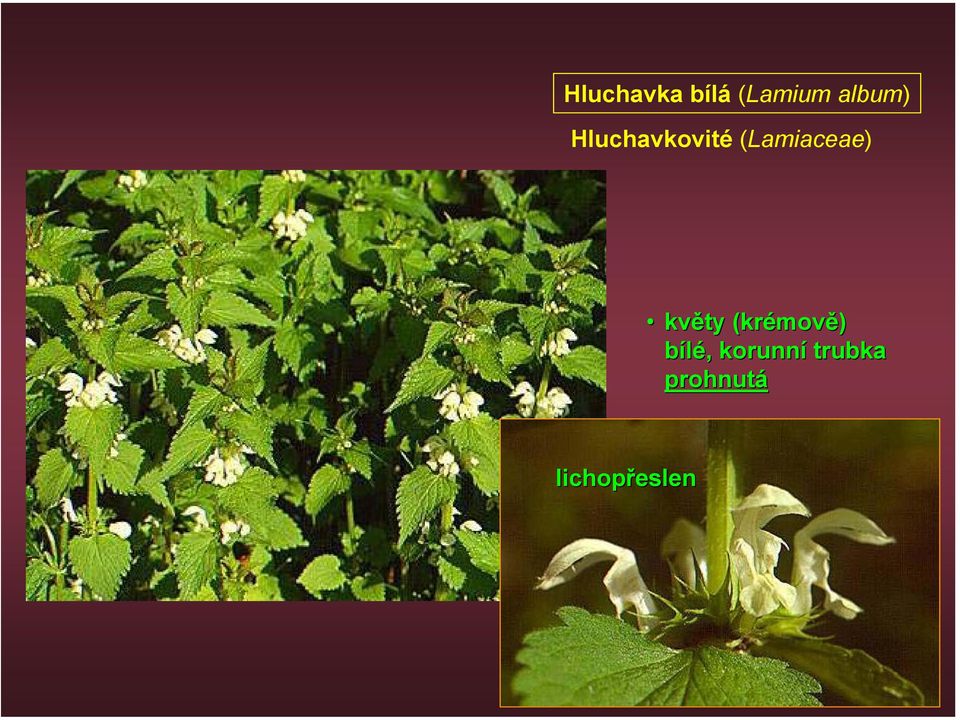 (Lamiaceae) květy (krémově)