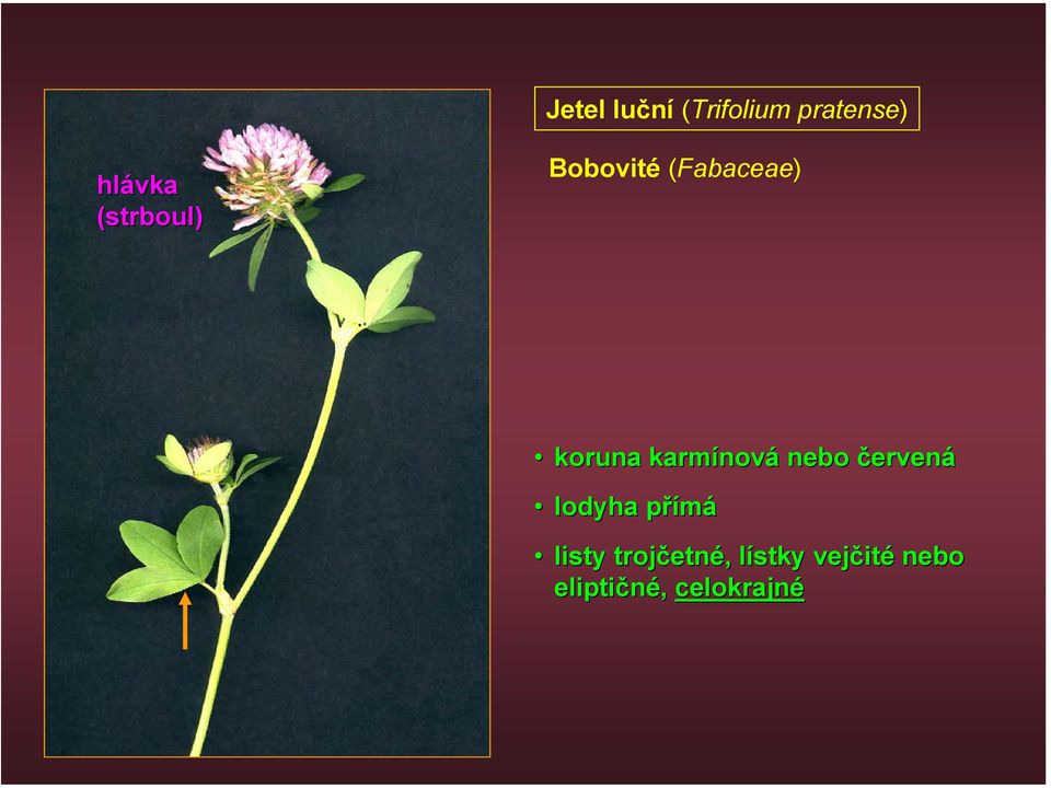 karmínová nebo červená lodyha přímá listy