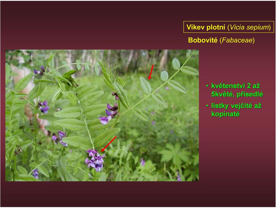 (Fabaceae) květenství 2 až