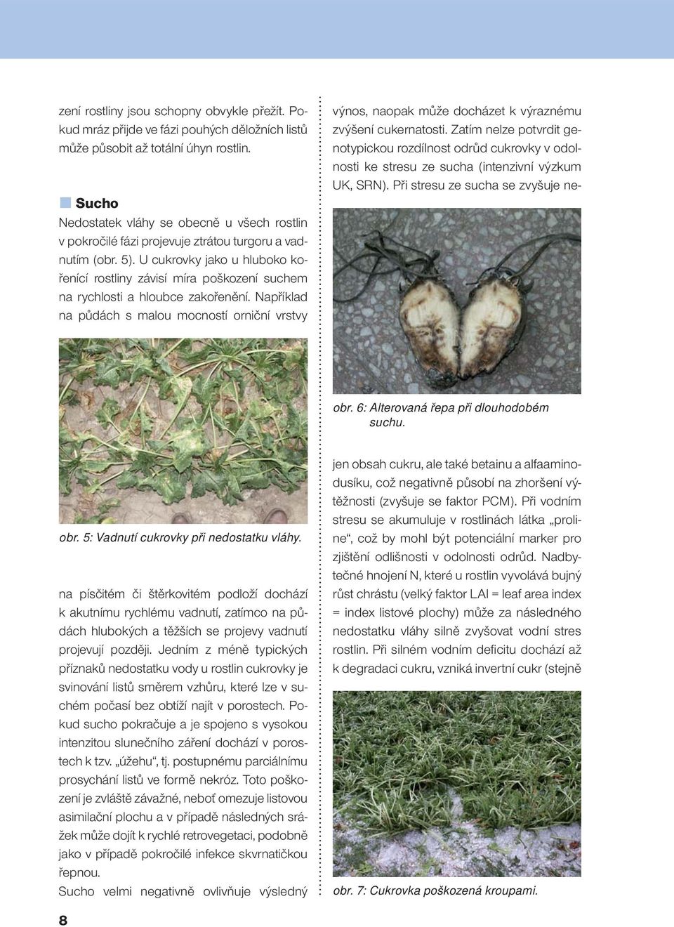 U cukrovky jako u hluboko kořenící rostliny závisí míra poškození suchem na rychlosti a hloubce zakořenění. Například na půdách s malou mocností orniční vrstvy obr.