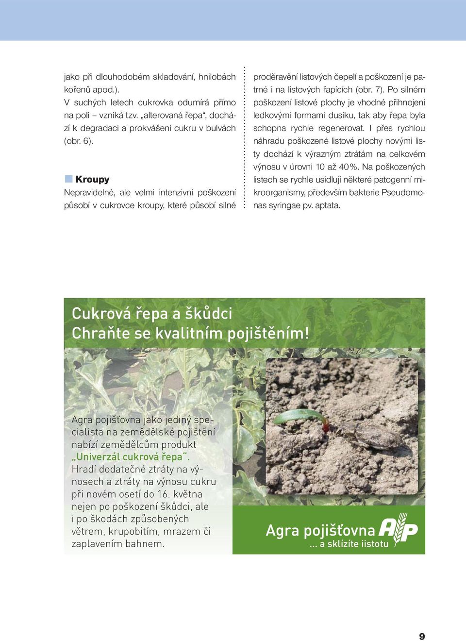 Po silném poškození listové plochy je vhodné přihnojení ledkovými formami dusíku, tak aby řepa byla schopna rychle regenerovat.