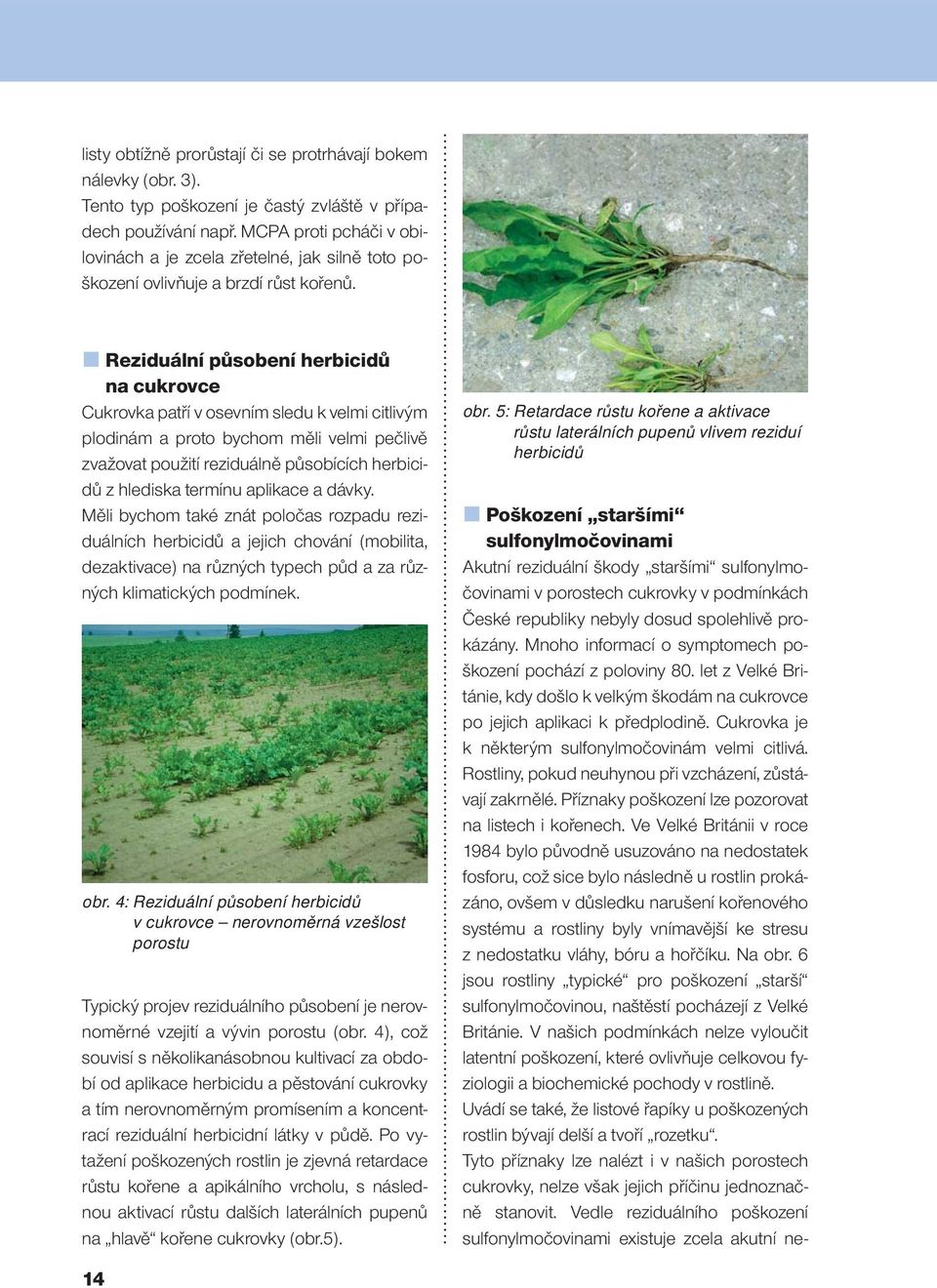 Reziduální působení herbicidů na cukrovce Cukrovka patří v osevním sledu k velmi citlivým plodinám a proto bychom měli velmi pečlivě zvažovat použití reziduálně působících herbicidů z hlediska