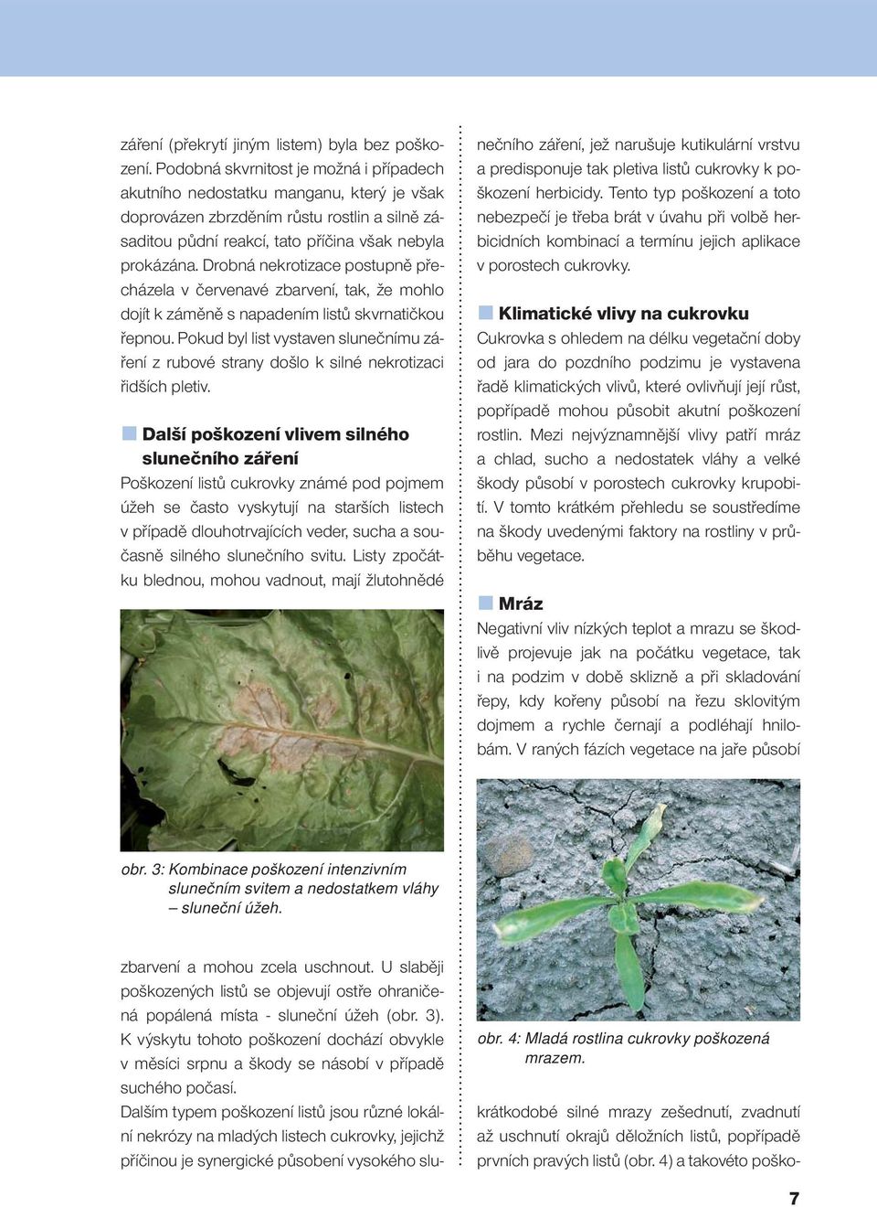 Drobná nekrotizace postupně přecházela v červenavé zbarvení, tak, že mohlo dojít k záměně s napadením listů skvrnatičkou řepnou.