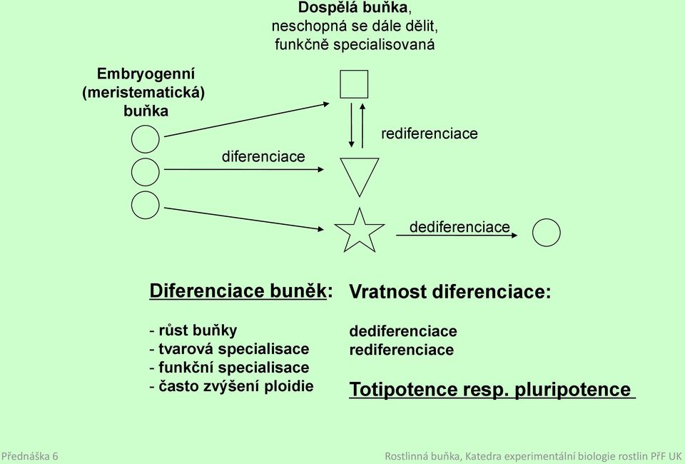 buněk: - růst buňky - tvarová specialisace - funkční specialisace - často zvýšení