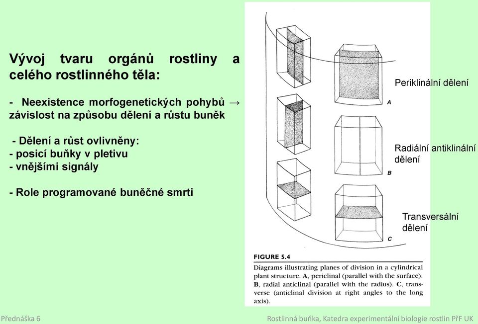 - Dělení a růst ovlivněny: - posicí buňky v pletivu - vnějšími signály