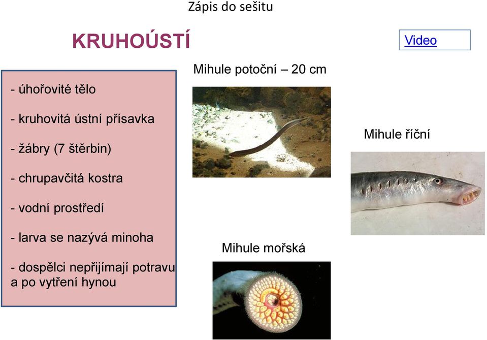 říční - chrupavčitá kostra - vodní prostředí - larva se nazývá