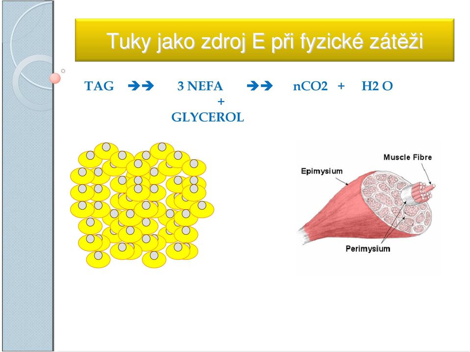 zátěži TAG 3 NEFA